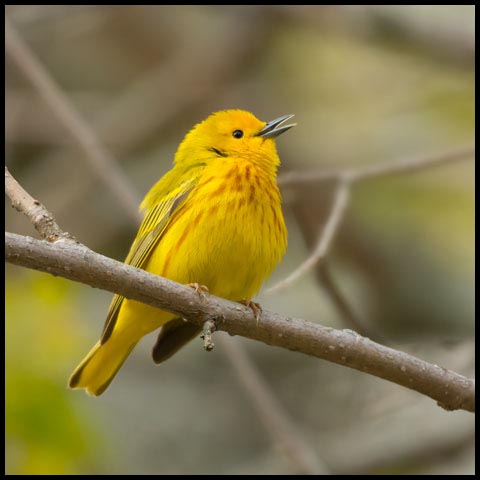 Yellow Warbler