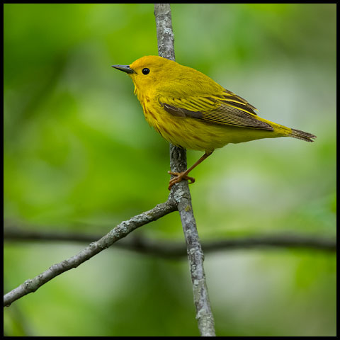 Yellow Warbler