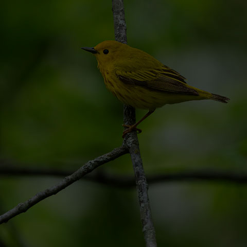 Yellow Warbler