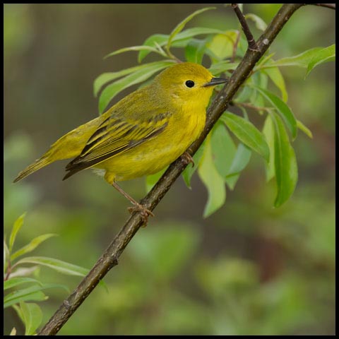 Yellow Warbler