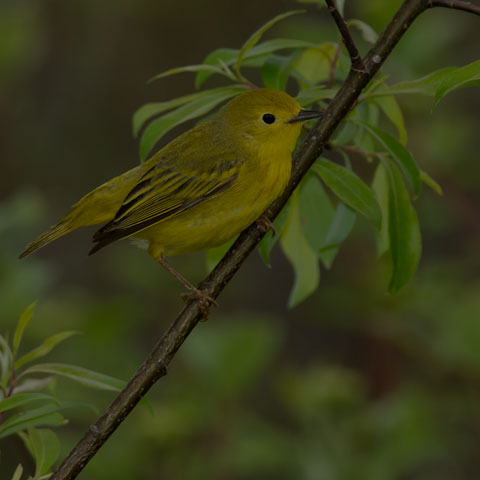 Yellow Warbler
