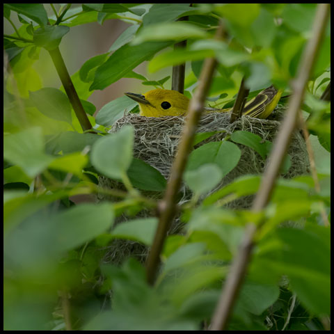 Yellow Warbler