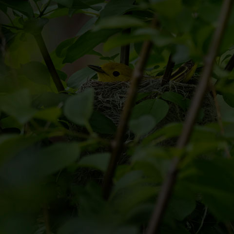 Yellow Warbler