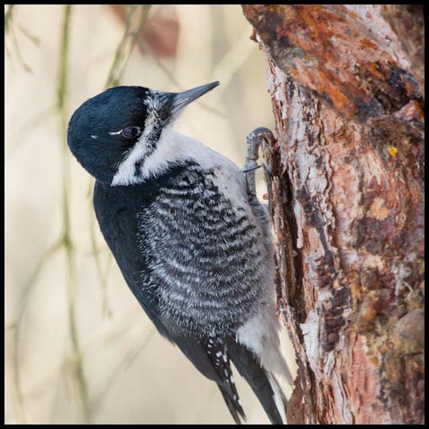 Black-backed Woodpecker