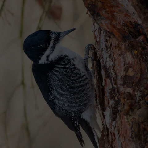 Black-backed Woodpecker