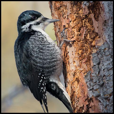 Black-backed Woodpecker