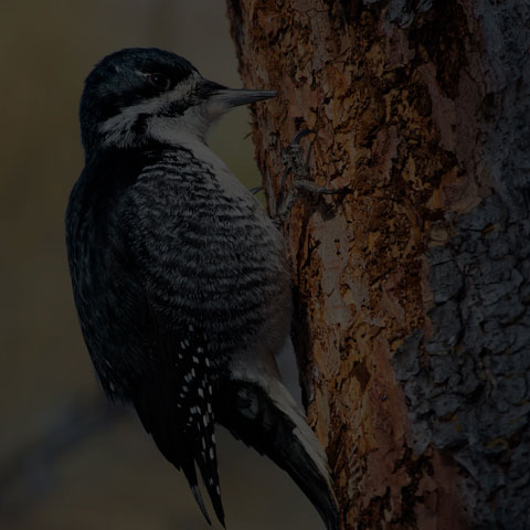 Black-backed Woodpecker