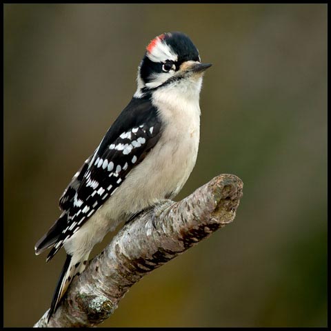 Downy Woodpecker