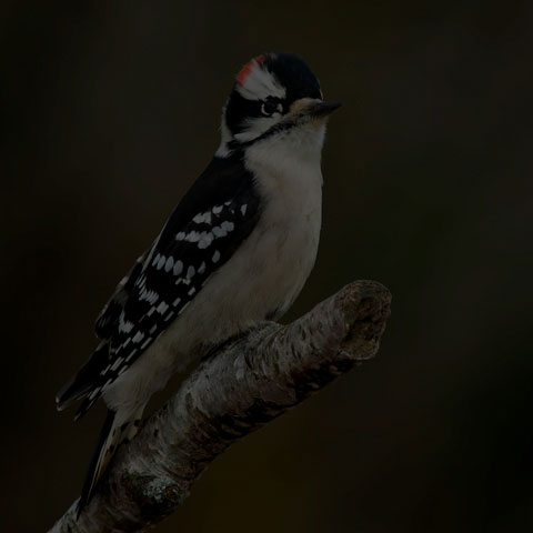 Downy Woodpecker