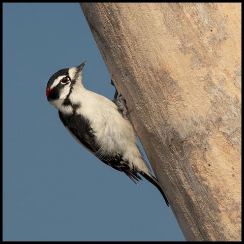 Downy Woodpecker