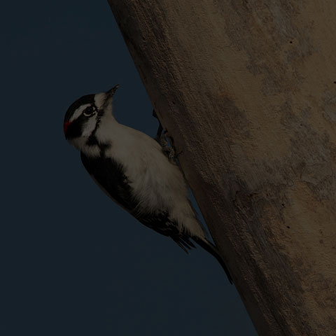 Downy Woodpecker