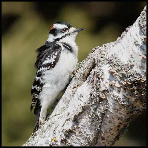 Downy Woodpecker