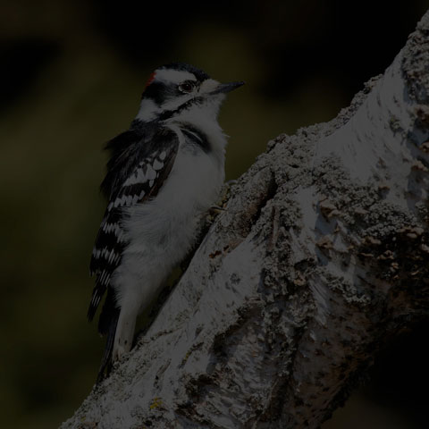 Downy Woodpecker