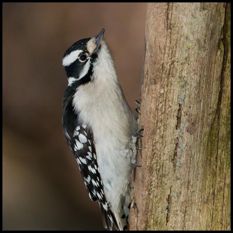 Downy Woodpecker