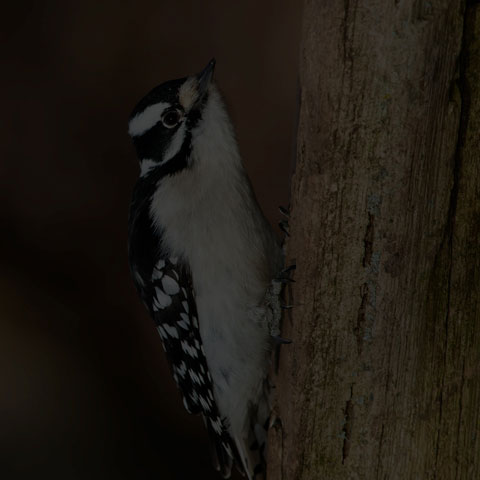 Downy Woodpecker