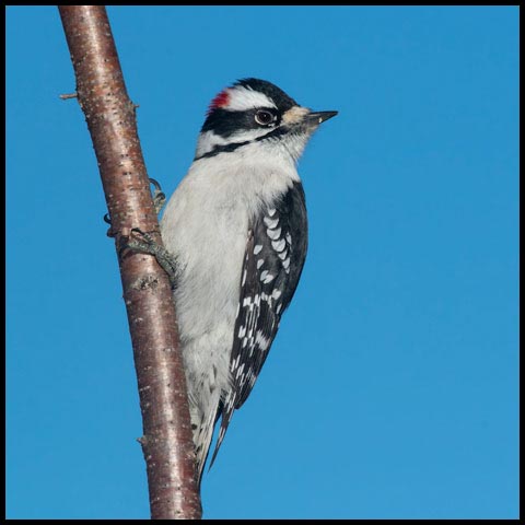 Downy Woodpecker