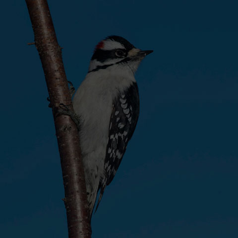 Downy Woodpecker