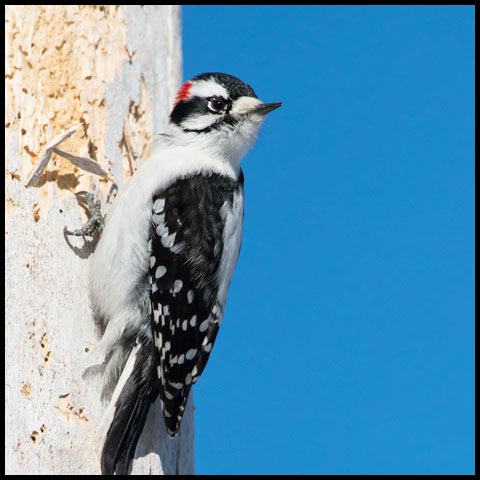 Downy Woodpecker