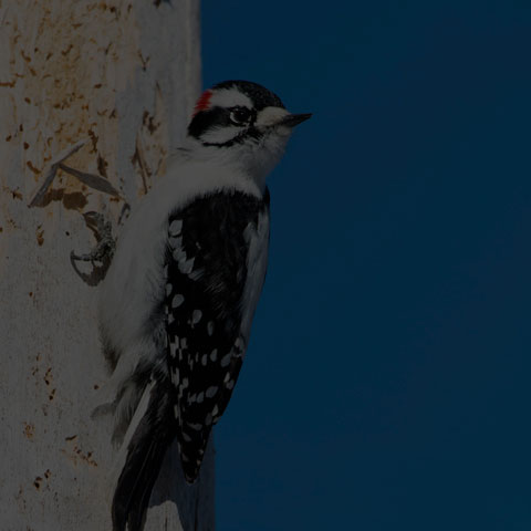 Downy Woodpecker