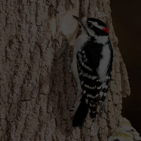 Downy Woodpecker