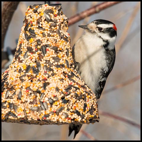 Downy Woodpecker