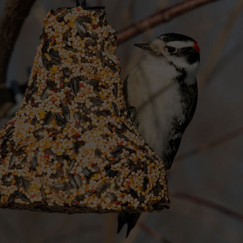 Downy Woodpecker