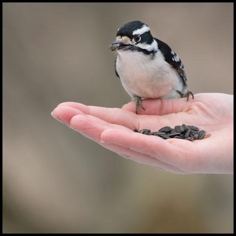 Downy Woodpecker