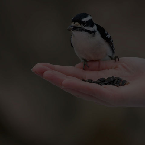 Downy Woodpecker