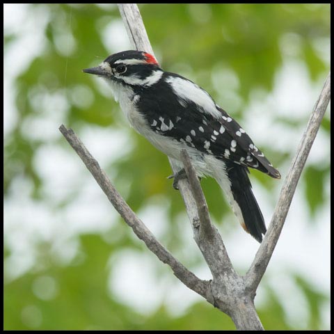 Downy Woodpecker