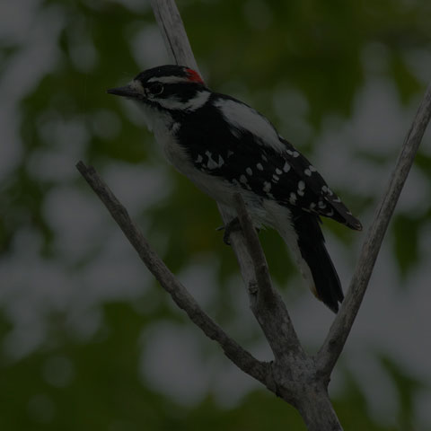 Downy Woodpecker