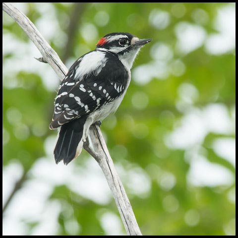 Downy Woodpecker