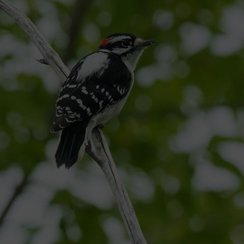 Downy Woodpecker