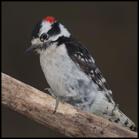 Downy Woodpecker