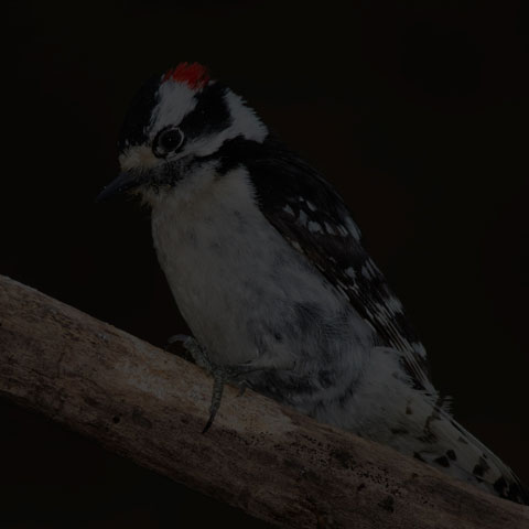 Downy Woodpecker