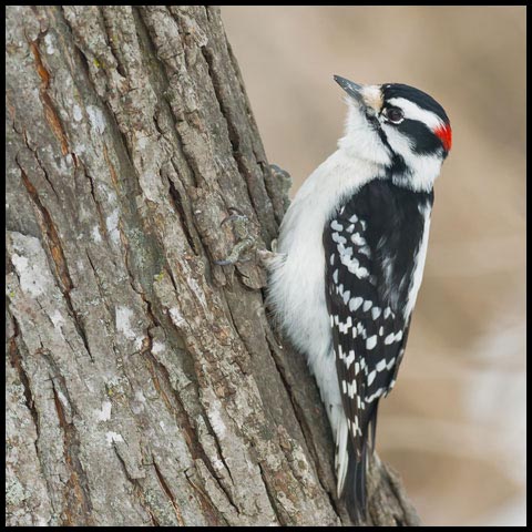 Downy Woodpecker