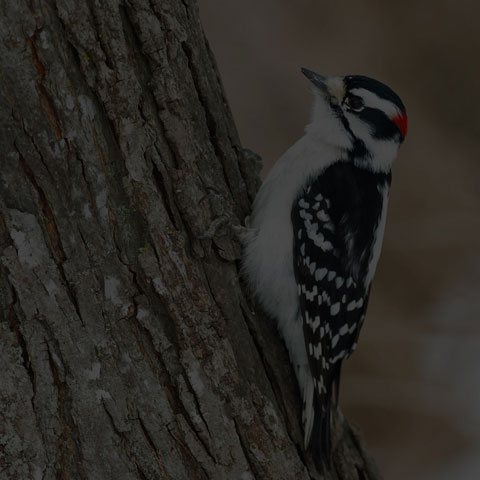 Downy Woodpecker