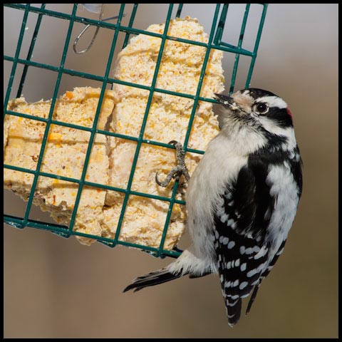 Downy Woodpecker