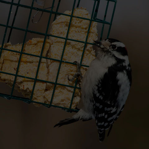 Downy Woodpecker