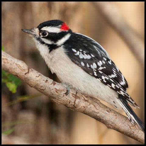 Downy Woodpecker