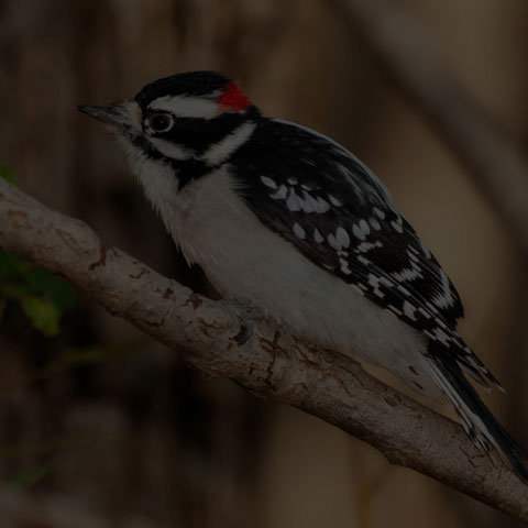 Downy Woodpecker