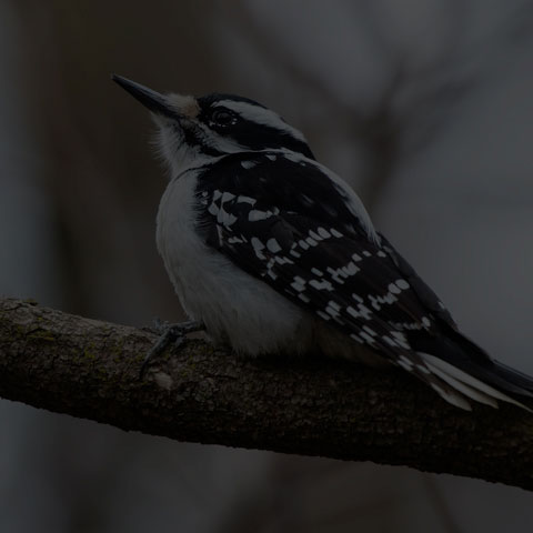 Hairy Woodpecker