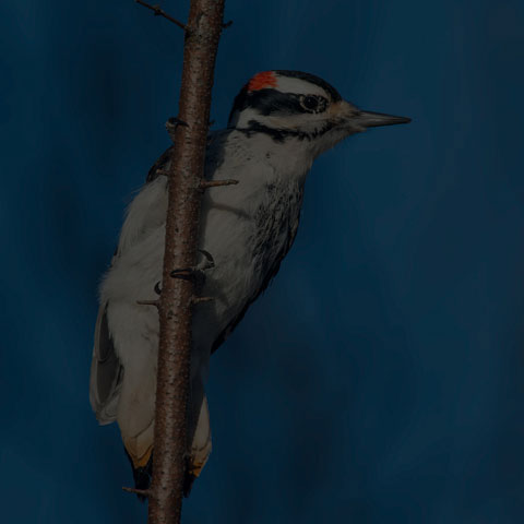 Hairy Woodpecker