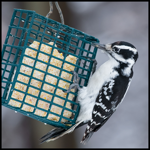 Hairy Woodpecker