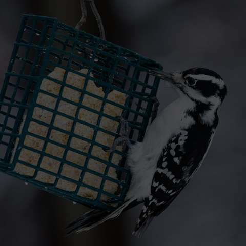 Hairy Woodpecker