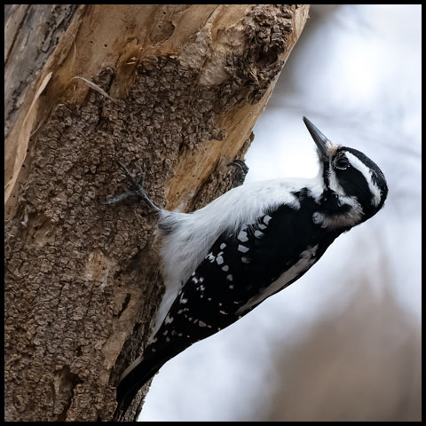 Hairy Woodpecker