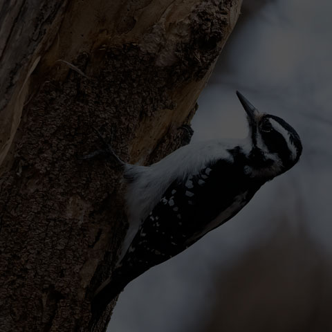 Hairy Woodpecker