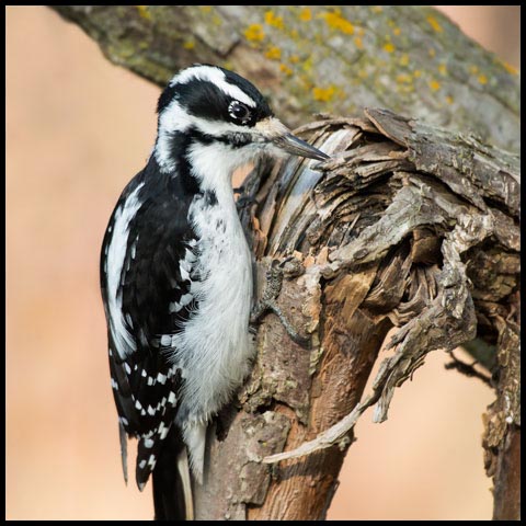 Hairy Woodpecker