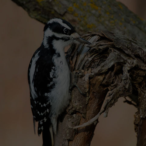 Hairy Woodpecker