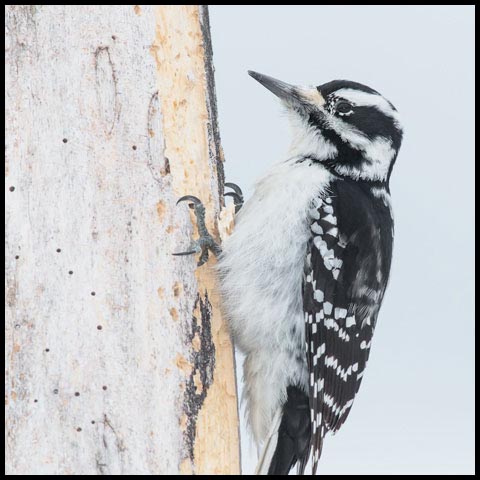 Hairy Woodpecker