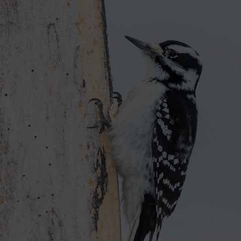 Hairy Woodpecker